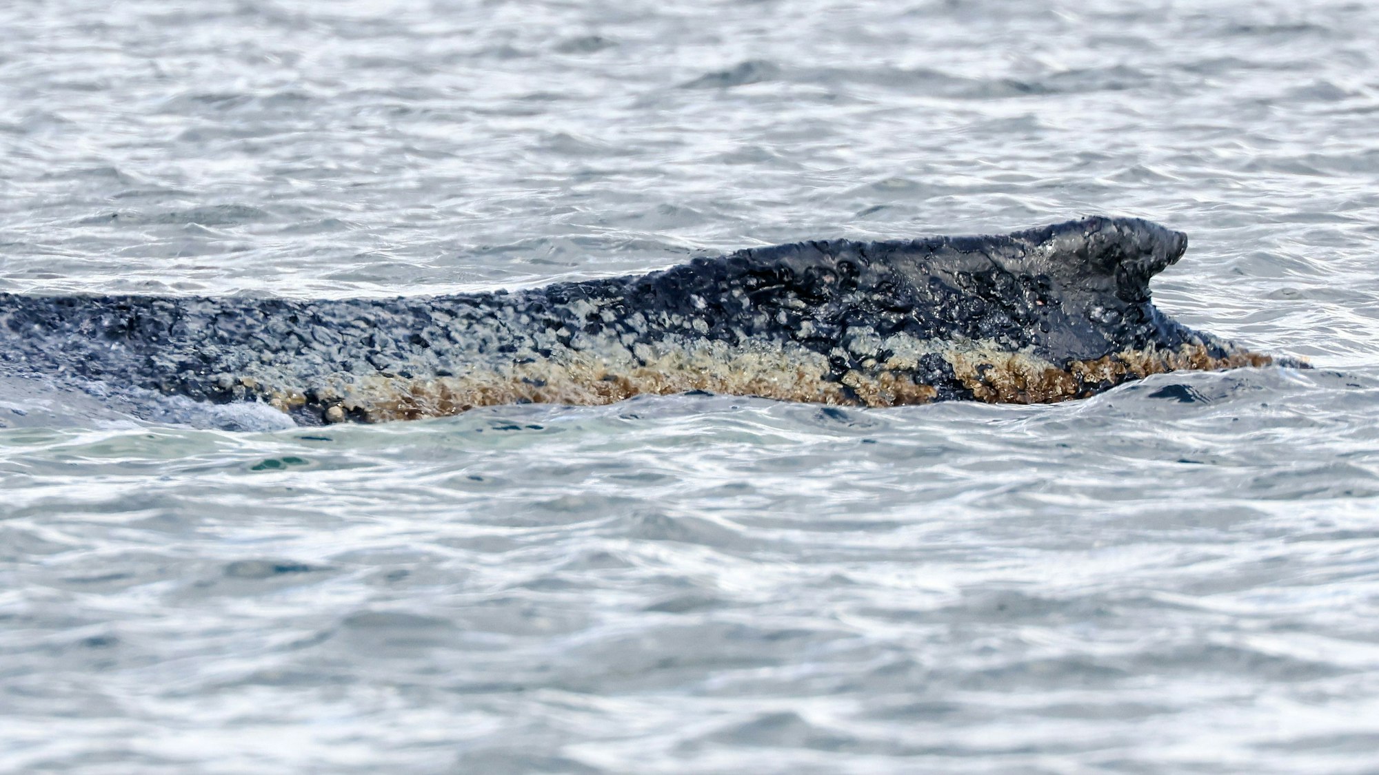 Der an der Ostseeküste gestrandete Wal liegt noch immer vor der Insel Poel.
