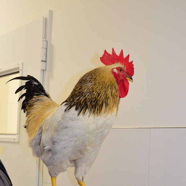 Das Bild zeigt einen Hahn.