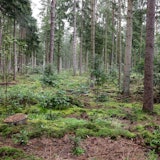 ARCHIV - 17.08.2023, Schleswig-Holstein, Rickling: Regen fällt auf Bäume in einem Wald im Kreis Segeberg.