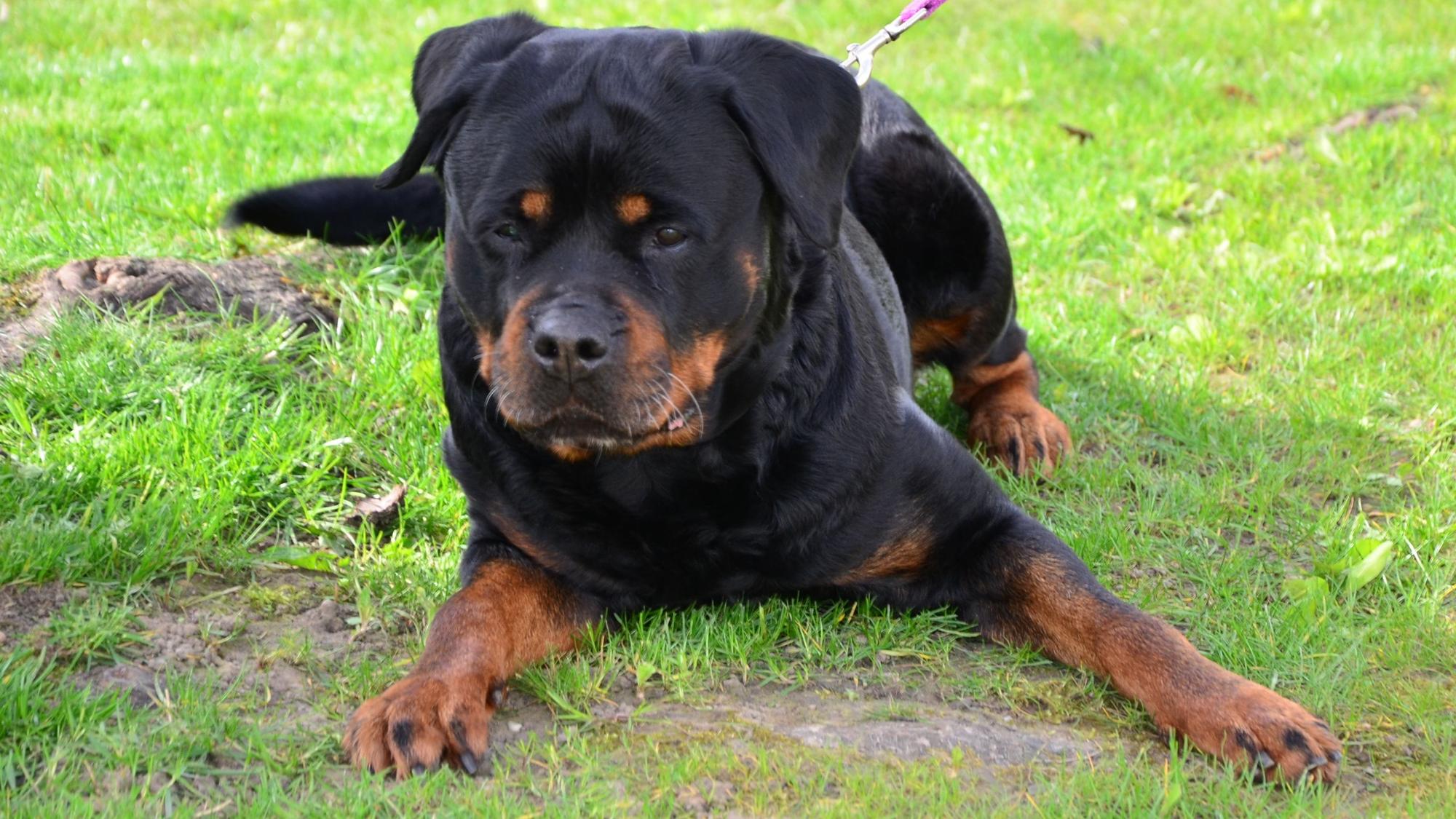 Das Bild zeigt die Rottweilerhündin Luna.