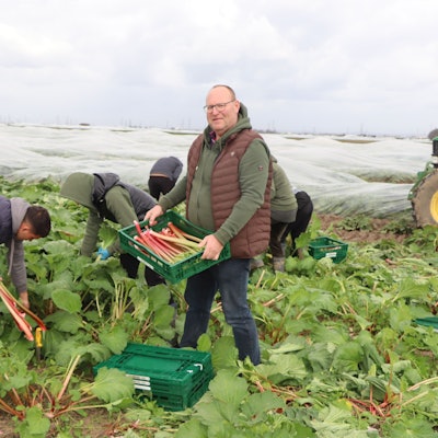 Landwirt Stefan Grüsgen im Rhabarberfeld. Die Qualität der sauren Stangen beschreibt er als „sehr gut“.