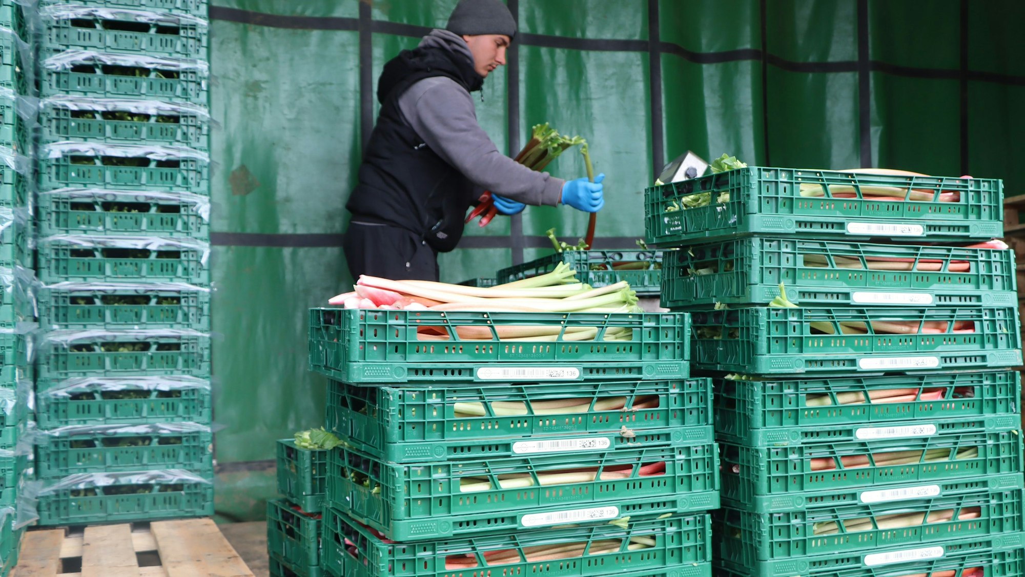 Noch auf dem Feld kommen die Rhabarberstangen in große Kisten.