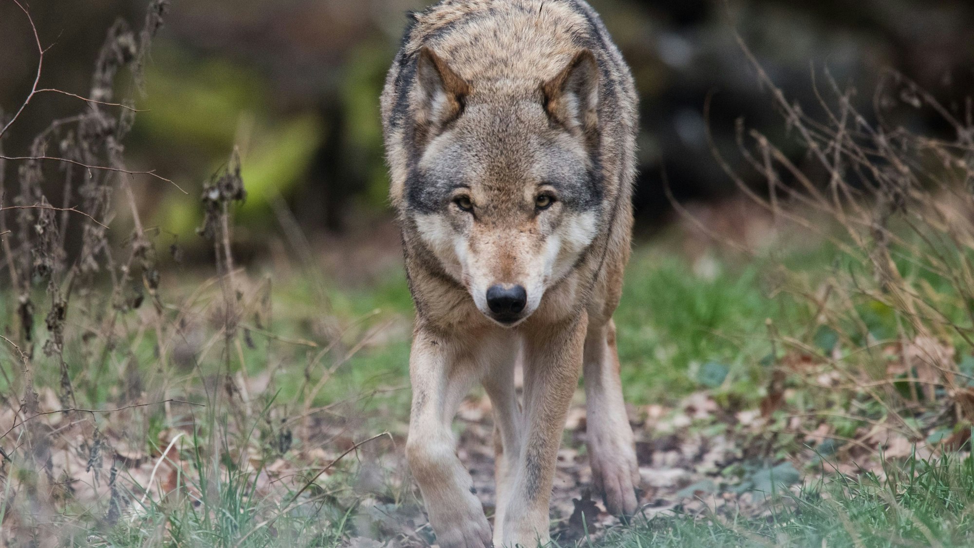 Ein Europäischer Wolf (Canis lupus lupus) streift durch ein Gehege im Wisentgehege. (Symbolbild)