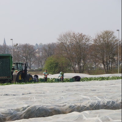 Ein mit Folie abgedecktes Feld, ein Traktor mit Anhänger und Arbeiter.