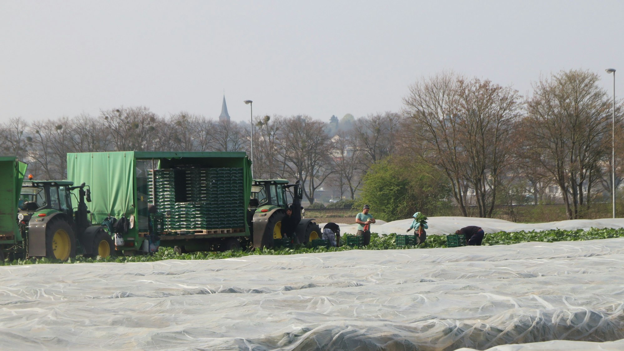 Ein mit Folie abgedecktes Feld, ein Traktor mit Anhänger und Arbeiter.