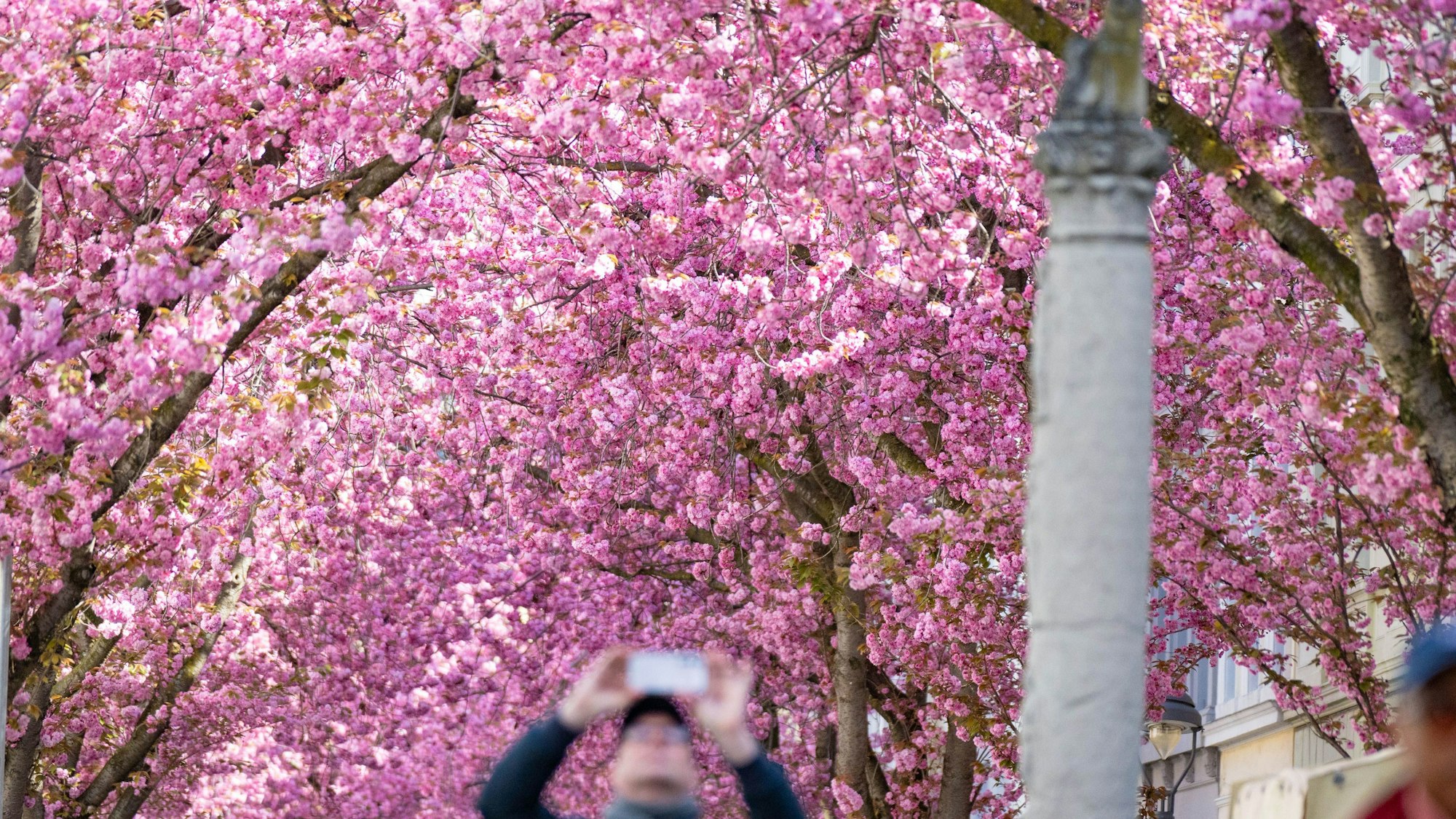 Die berühmten Bonner Kirschblüten blühen zum Osterwochenende in voller Pracht auf.