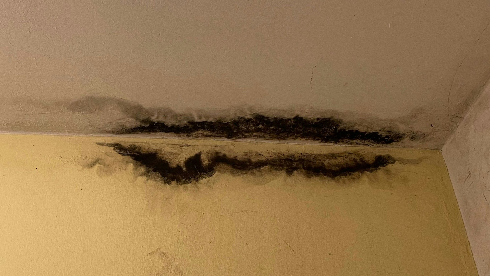 Kein Einzelfall: Viele Wände in der Siedlung sind vom Schimmel betroffen.