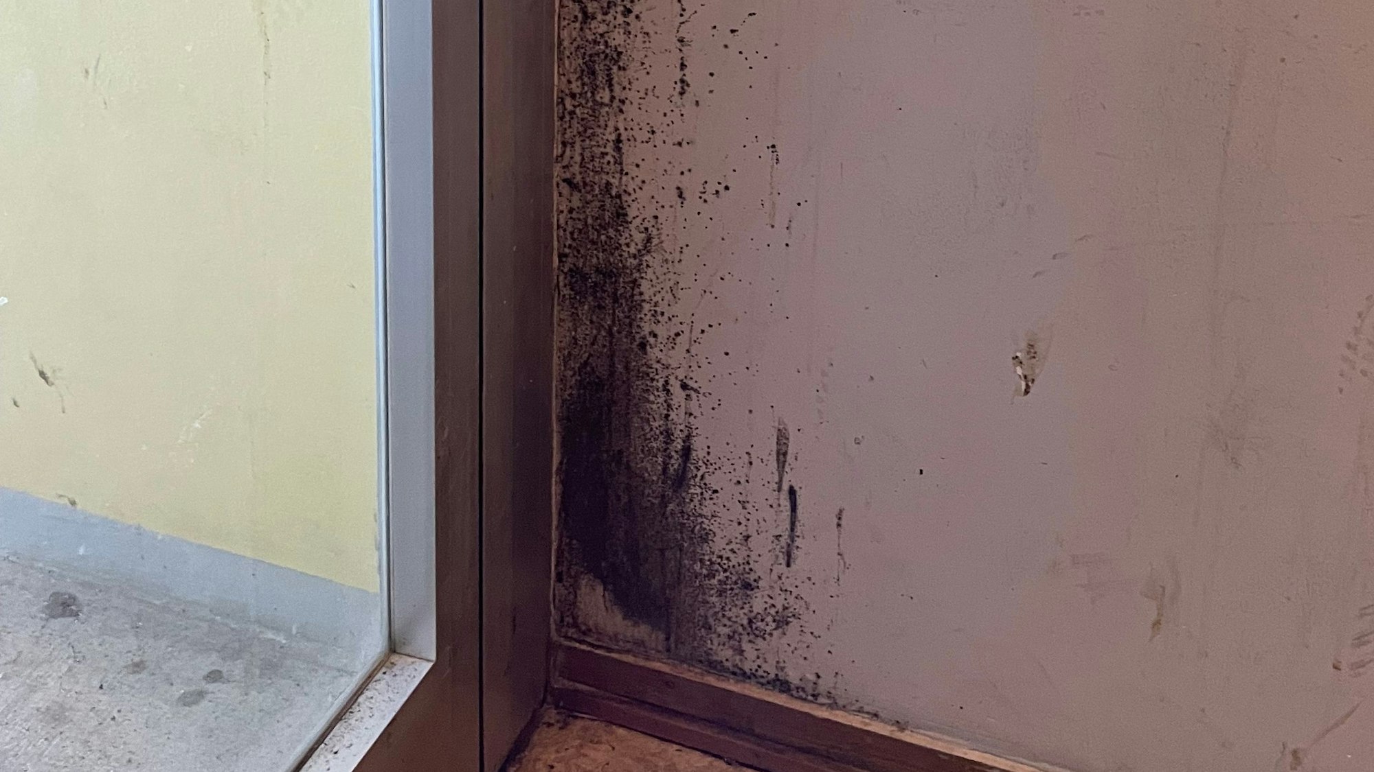 Die Ausbreitung des Schimmels ist bei Nichtbehandlung kaum verhinderbar.