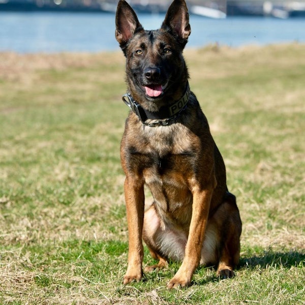 Diensthündin Ciri der Kölner Polizei.