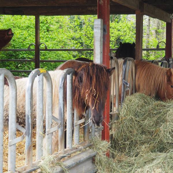 Zwei Islandpferde stehen an einer Heuraufe und fressen.
