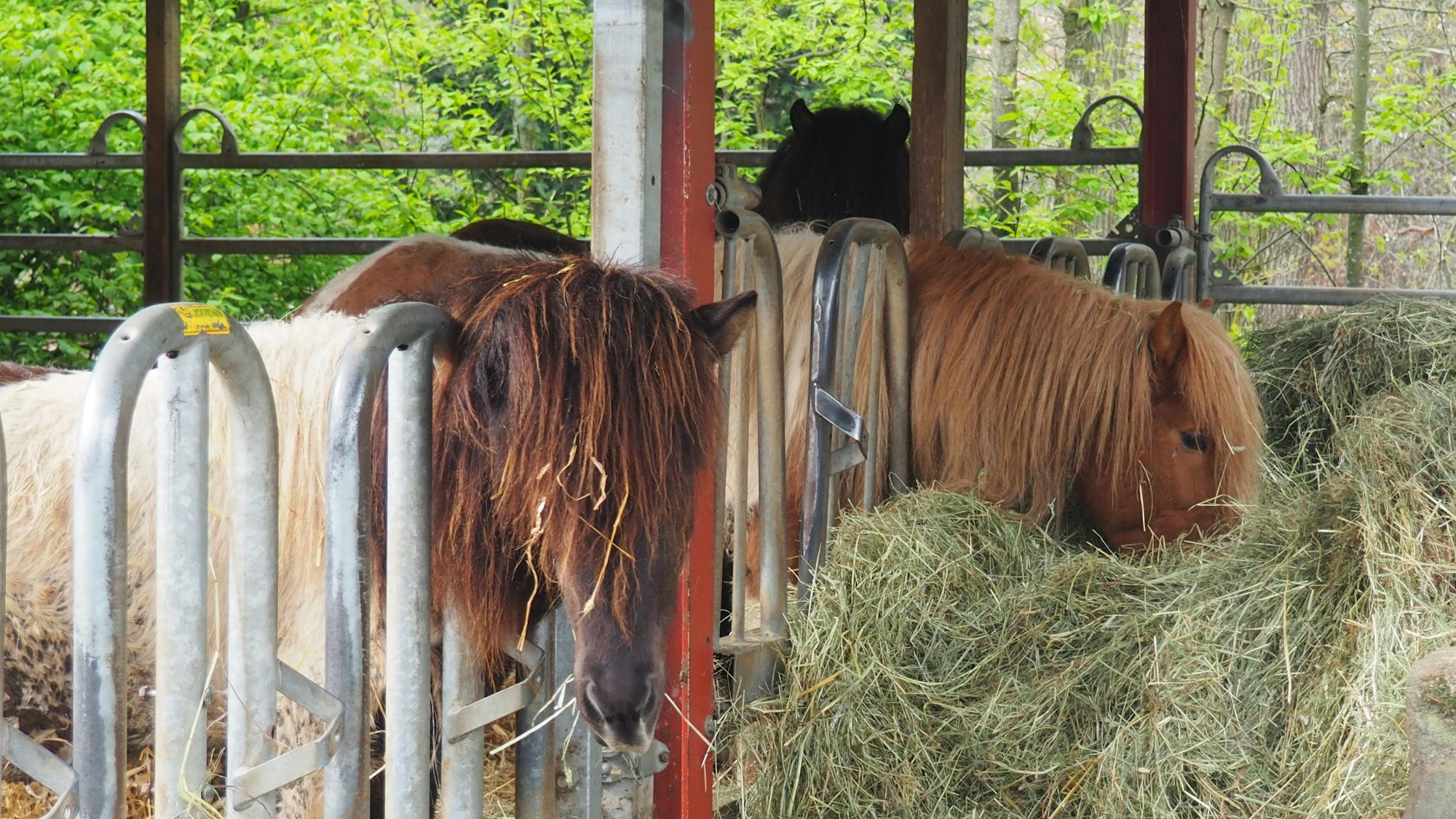 Zwei Islandpferde stehen an einer Heuraufe und fressen.