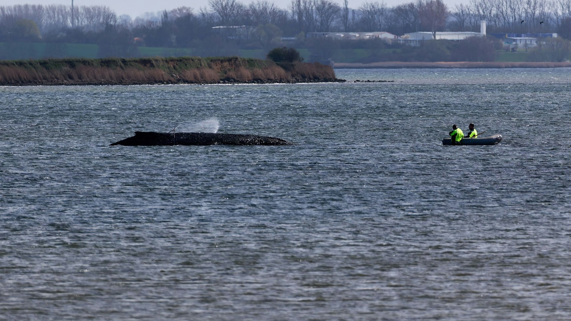 Einsatzkräfte der Feuerwehr benetzen den Rücken des Wals, der aus dem Wasser ragt.