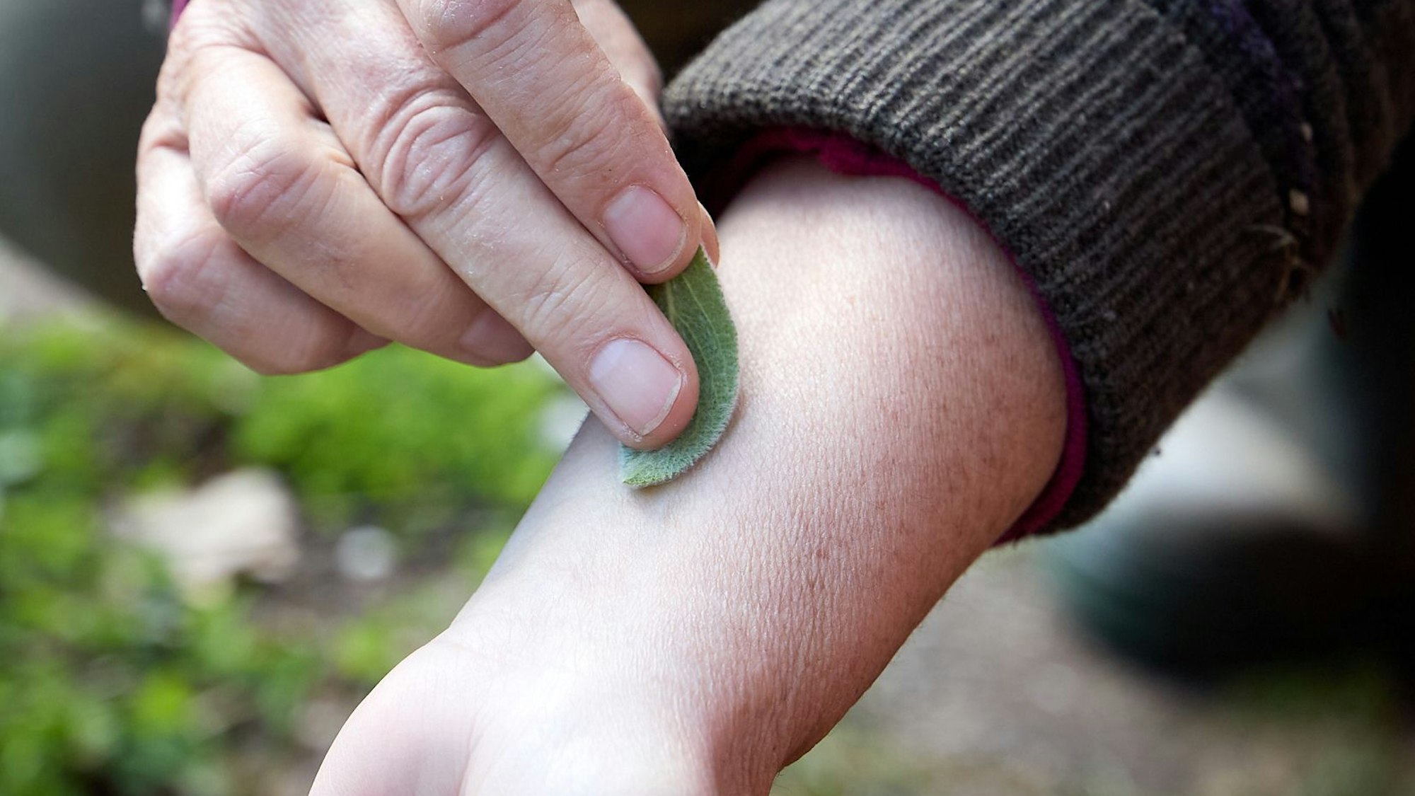 Zu sehen ist die Hand einer Frau, die ein grünes Blatt der Wollziest-Pflanze hält und damit über die Innenseite eines Unterarms streicht.