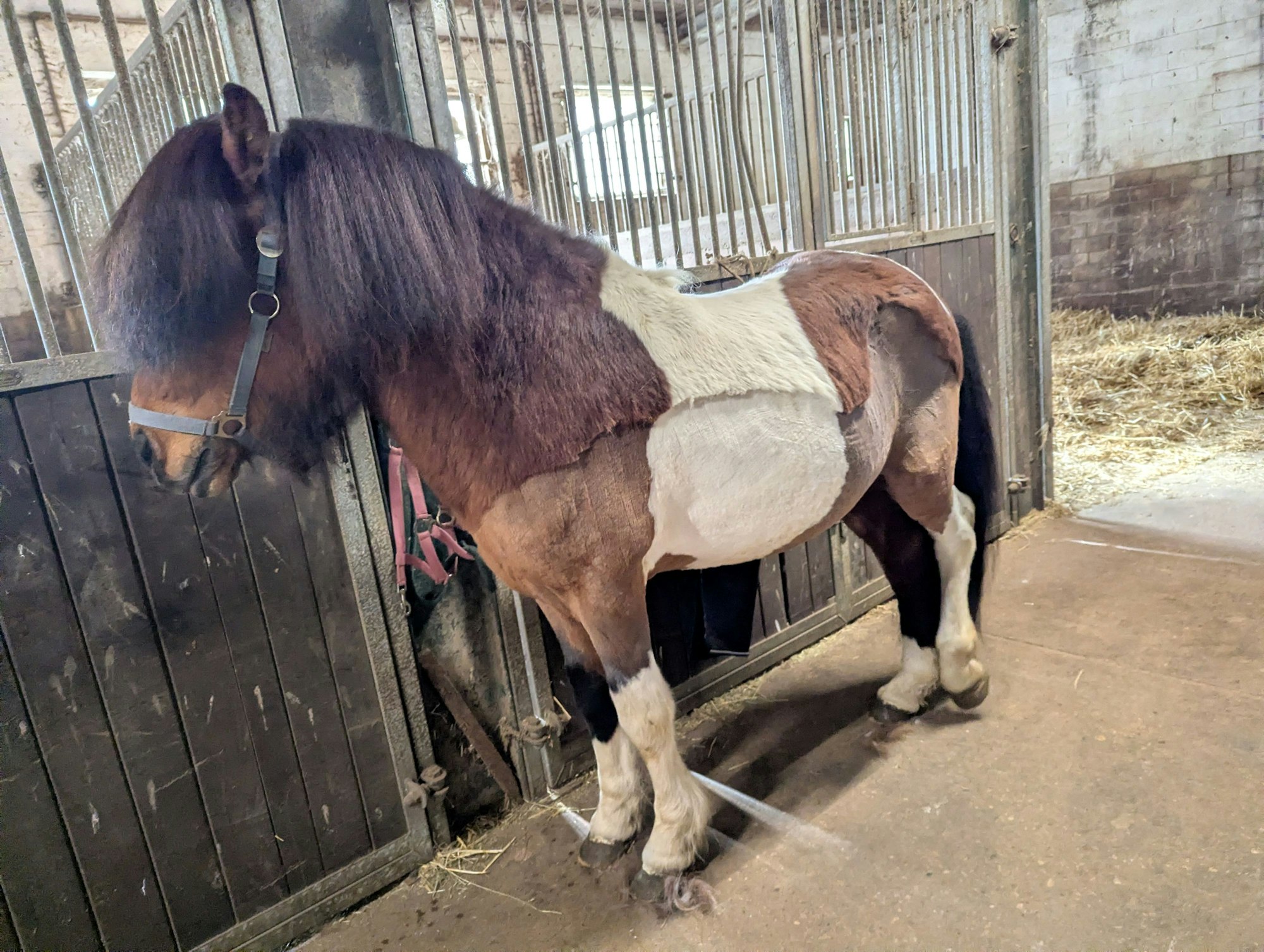 Das Bild zeigt das gleiche Pony wie das obere, aber mit sauberem, teilweise geschorenen Fell und gepflegten Hufen.