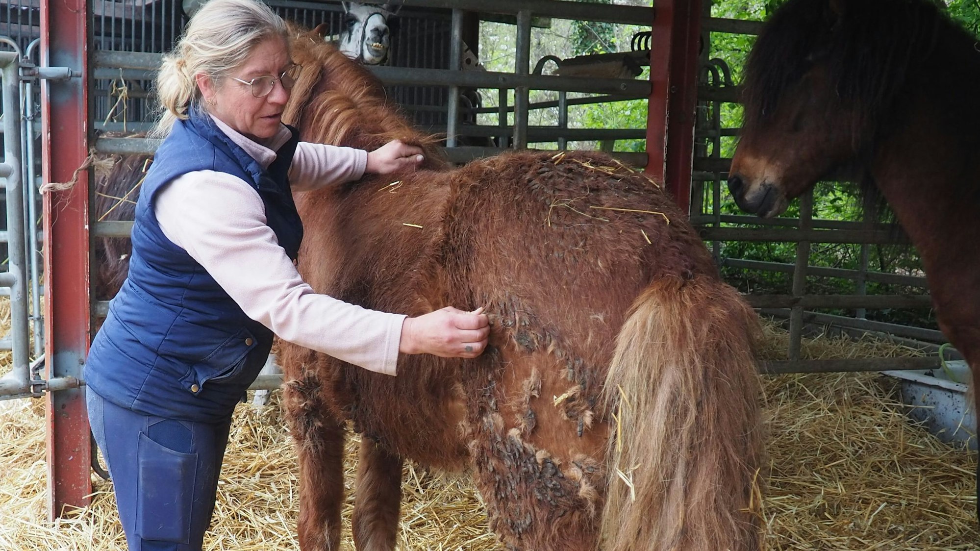 Heidi Schwohn steht neben einem Isländer und zupft Fell und Mist von der Hinterhand.