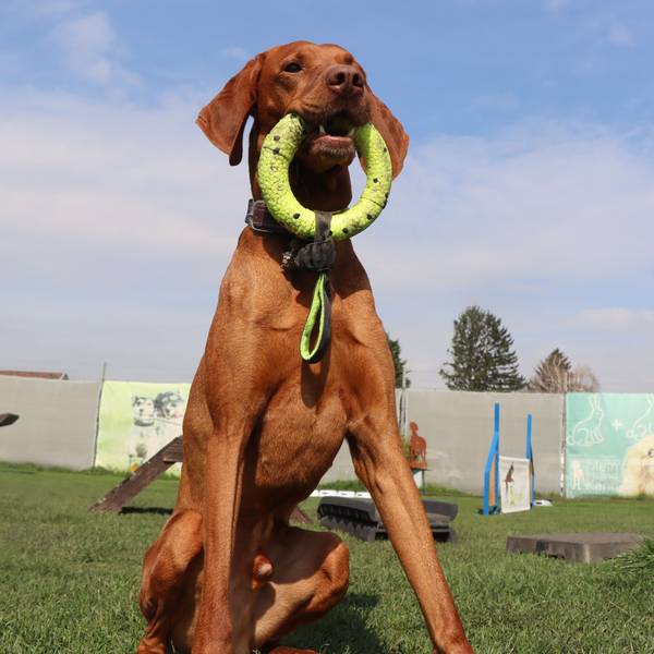 Zu sehen ist ein Hund, der einen Ring zwischen den Zähnen hält.
