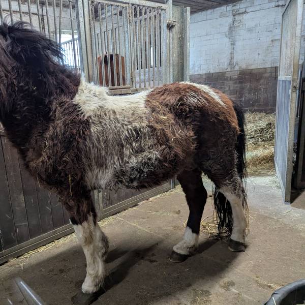 Verdreckt und halbverhungert kamen die Islandpferde im Stall Pierkes in Euskirchen an. Nun geht es ihnen besswer, so dass sie am 17. Mai neue Besitzer bekommen sollen.