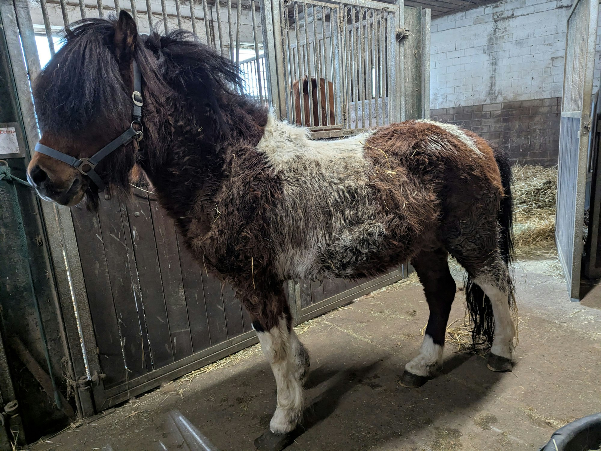 Ein dünnes, dreckiges Pony steht auf der Stallgasse. Seine Hufe sind überlang gewachsen-