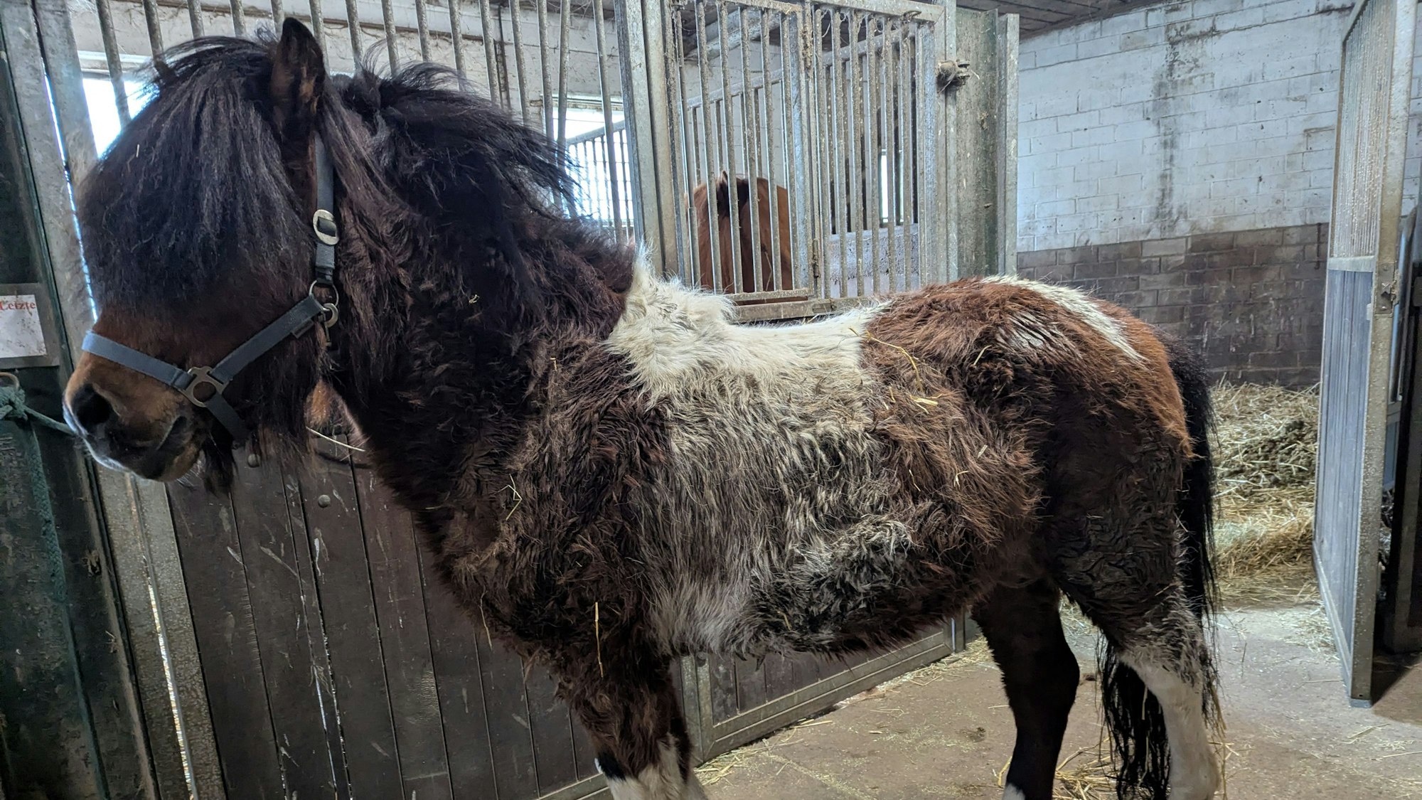 Verdreckt und halbverhungert kamen die Islandpferde im Stall Pierkes in Euskirchen an. Nun geht es ihnen besswer, so dass sie am 17. Mai neue Besitzer bekommen sollen.