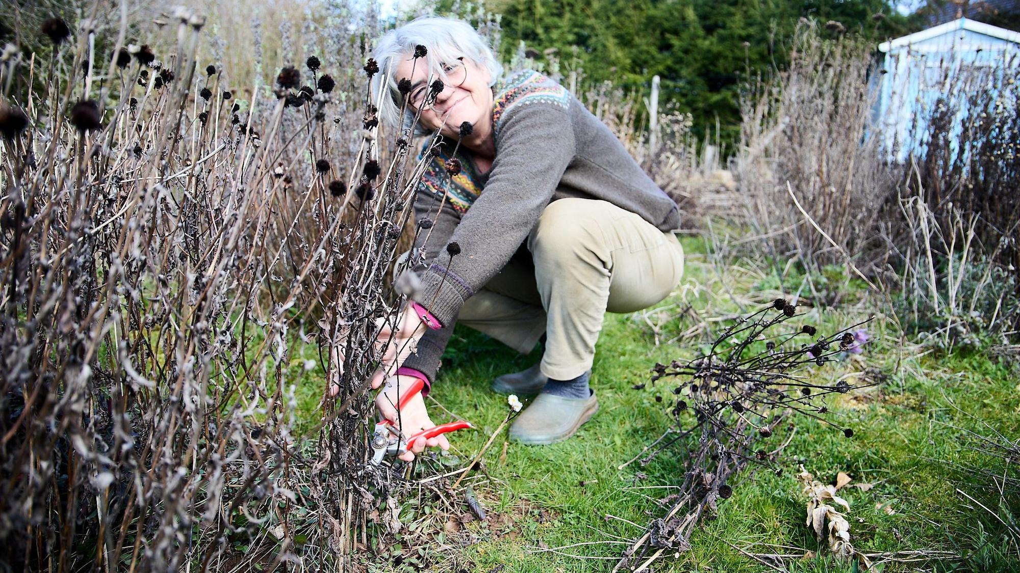 Ulrike Kreuer schneidet in ihrem Garten in Nettersheim vertrocknete Stauden aus dem Vorjahr ab.