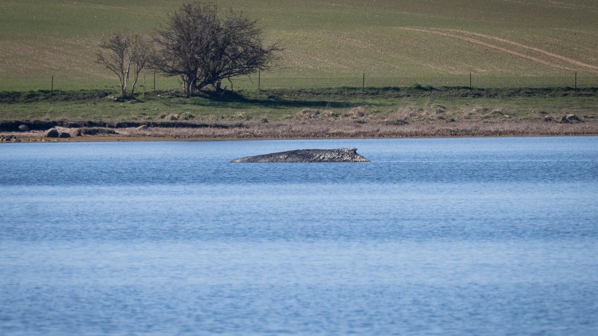 Der Buckelwal liegt vor der Insel Poel.