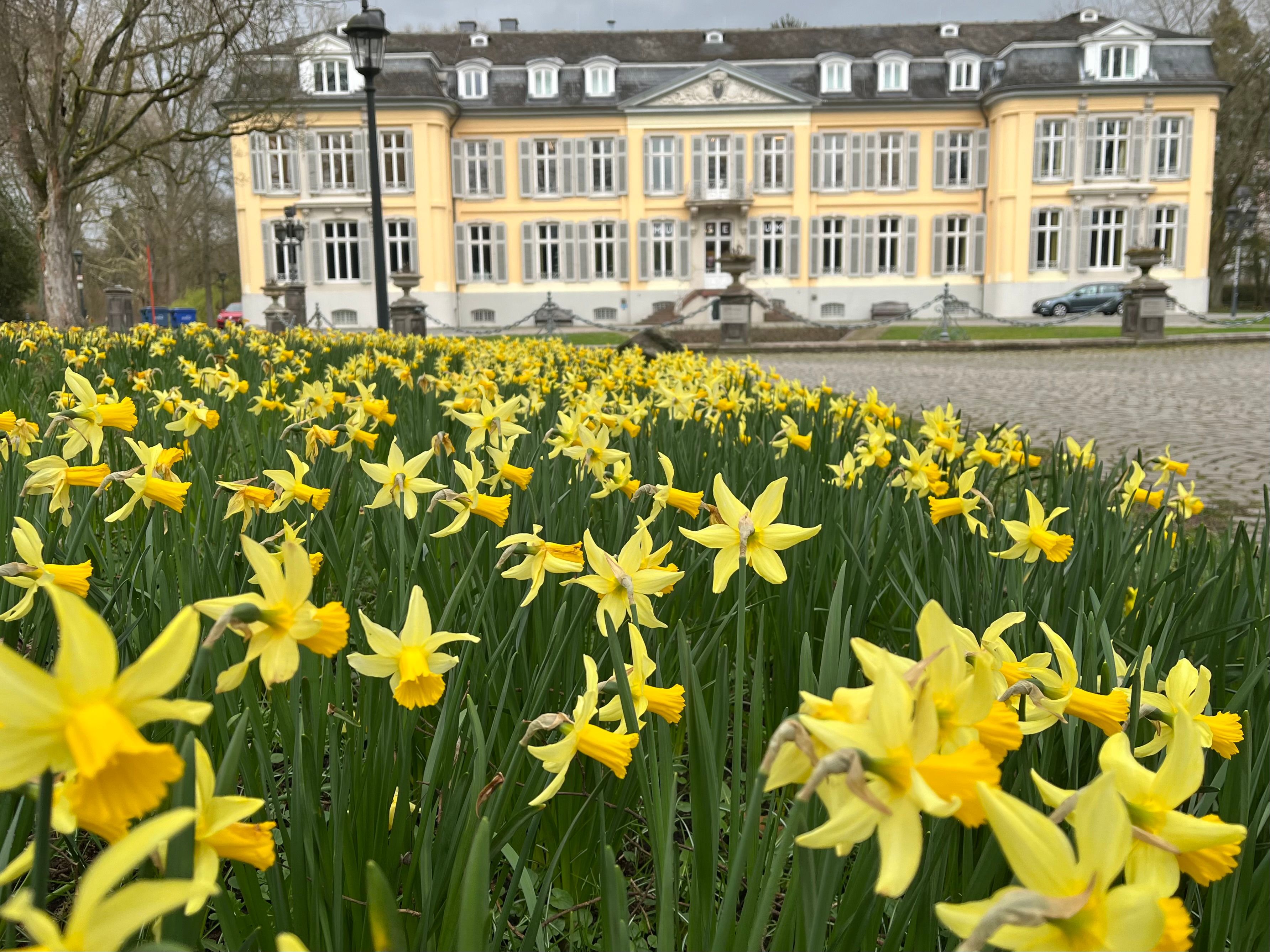 Narzissenblüte vor Schloss Morsbroich