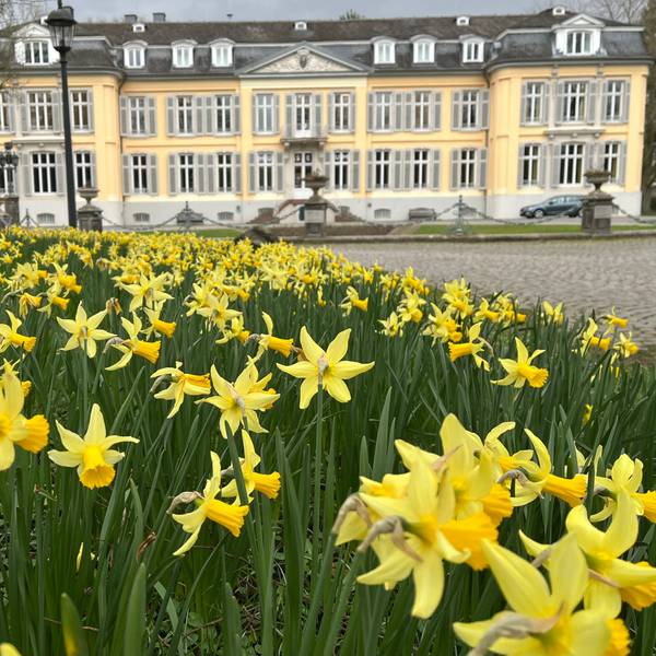 Narzissenblüte vor Schloss Morsbroich