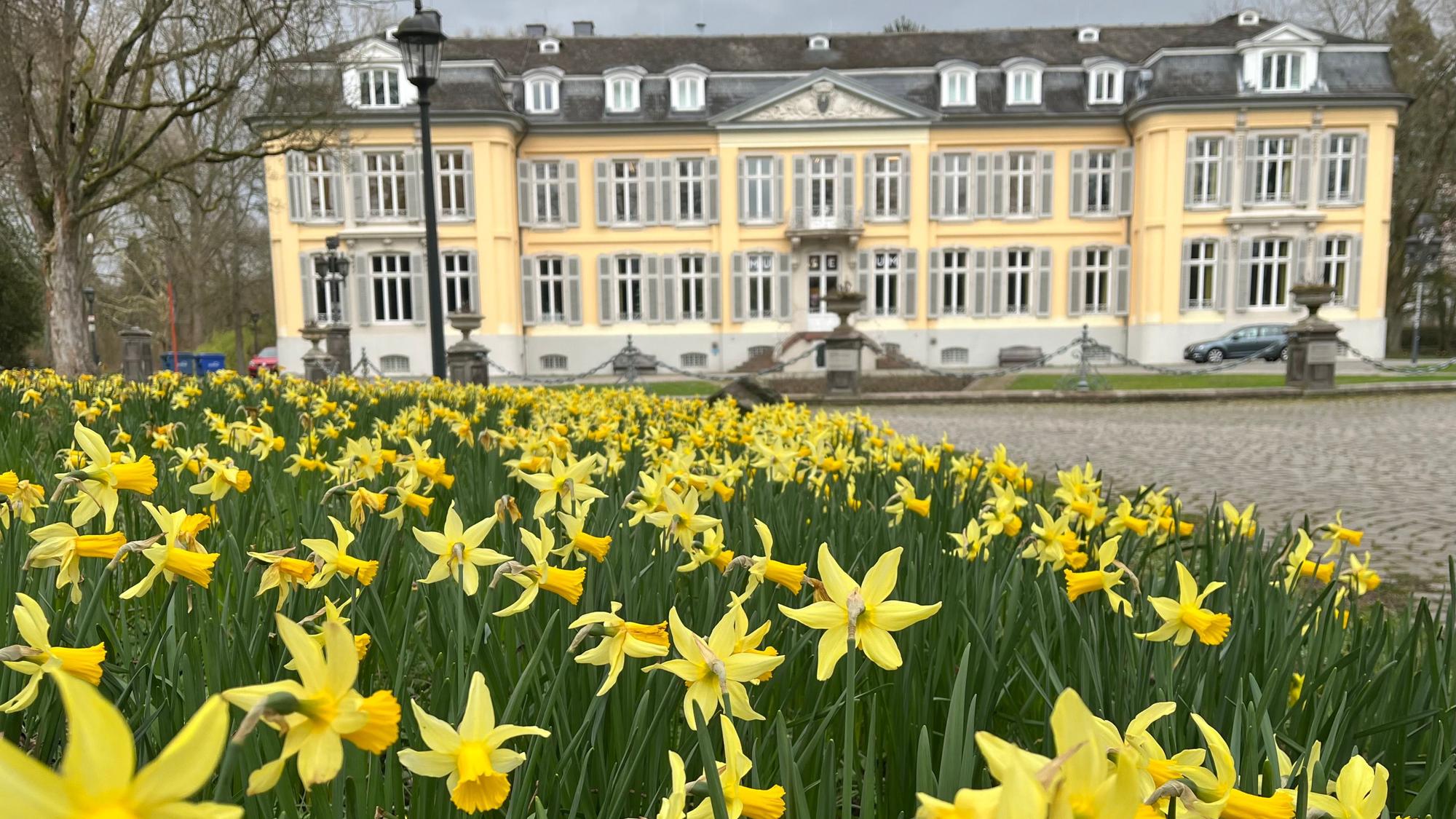 Narzissenblüte vor Schloss Morsbroich