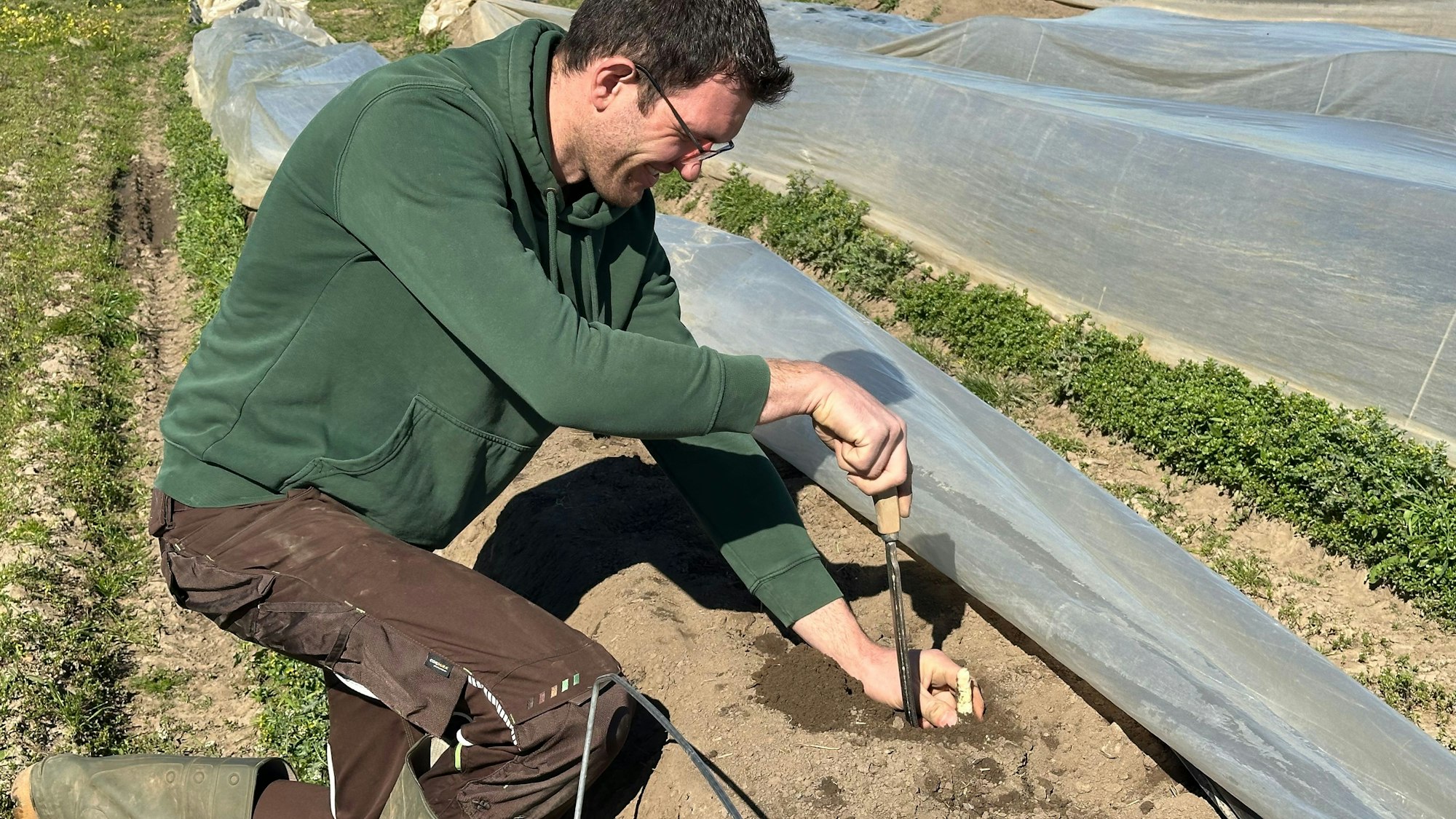 Ein Mann erntet den Spargel per Hand.