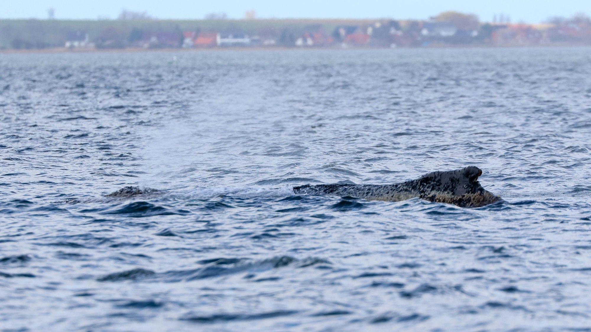 Der Buckelwal liegt noch immer in der Wismarbucht.