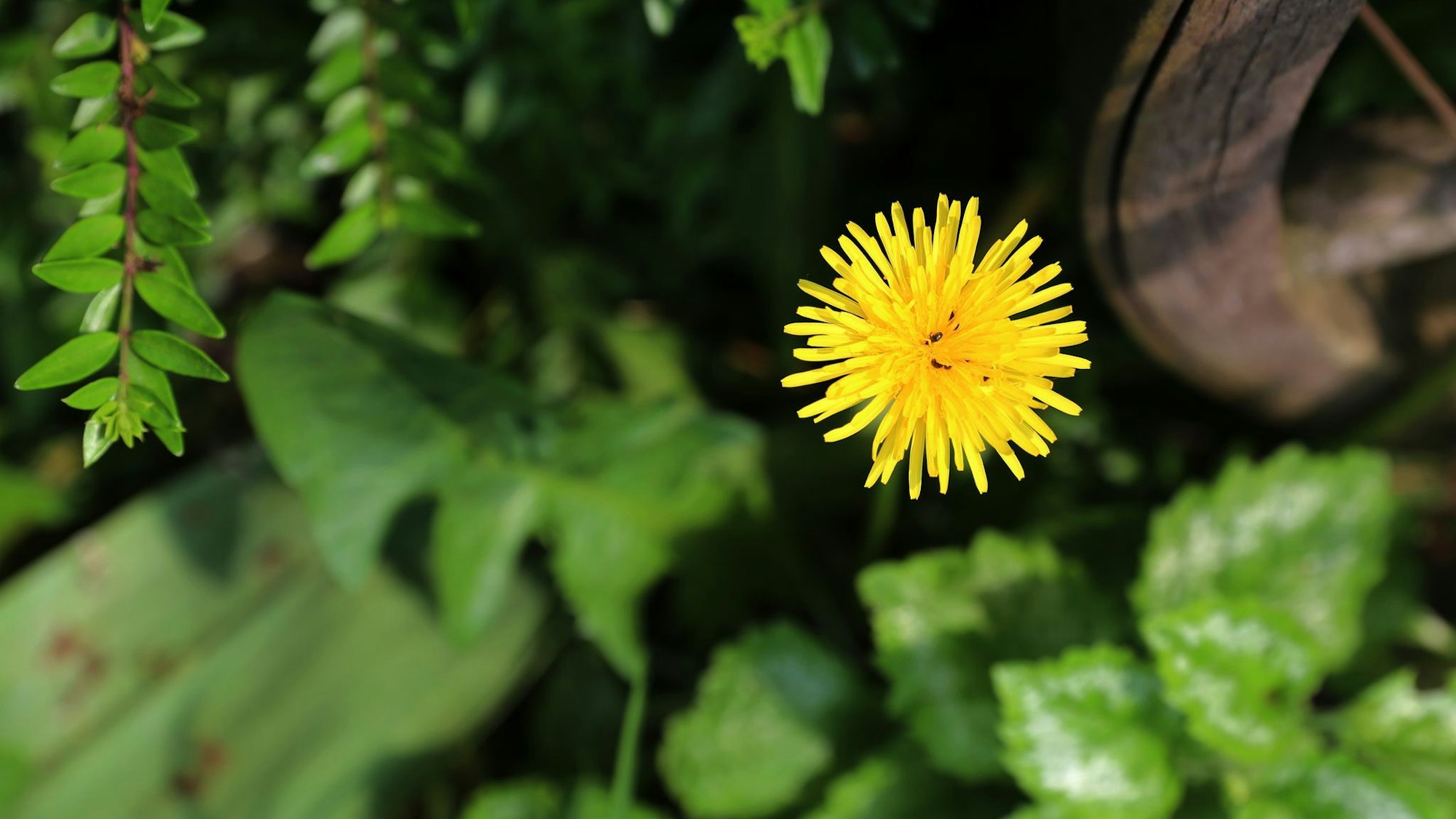 Löwenzahn im Garten