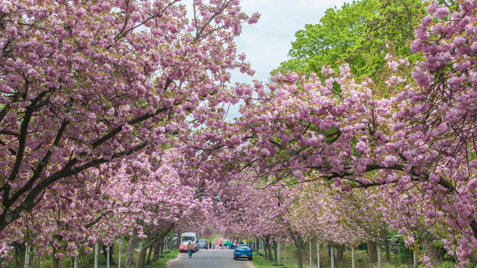 Im Sülzer Aquarienweg blühen die Kirschbäume. (Archivbild)