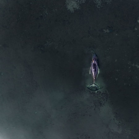 Die von Greenpeace Deutschland zur Verfügung gestellte Aufnahme zeigt den gestrandeten Buckelwal vor der Insel Poel in der Ostsee.