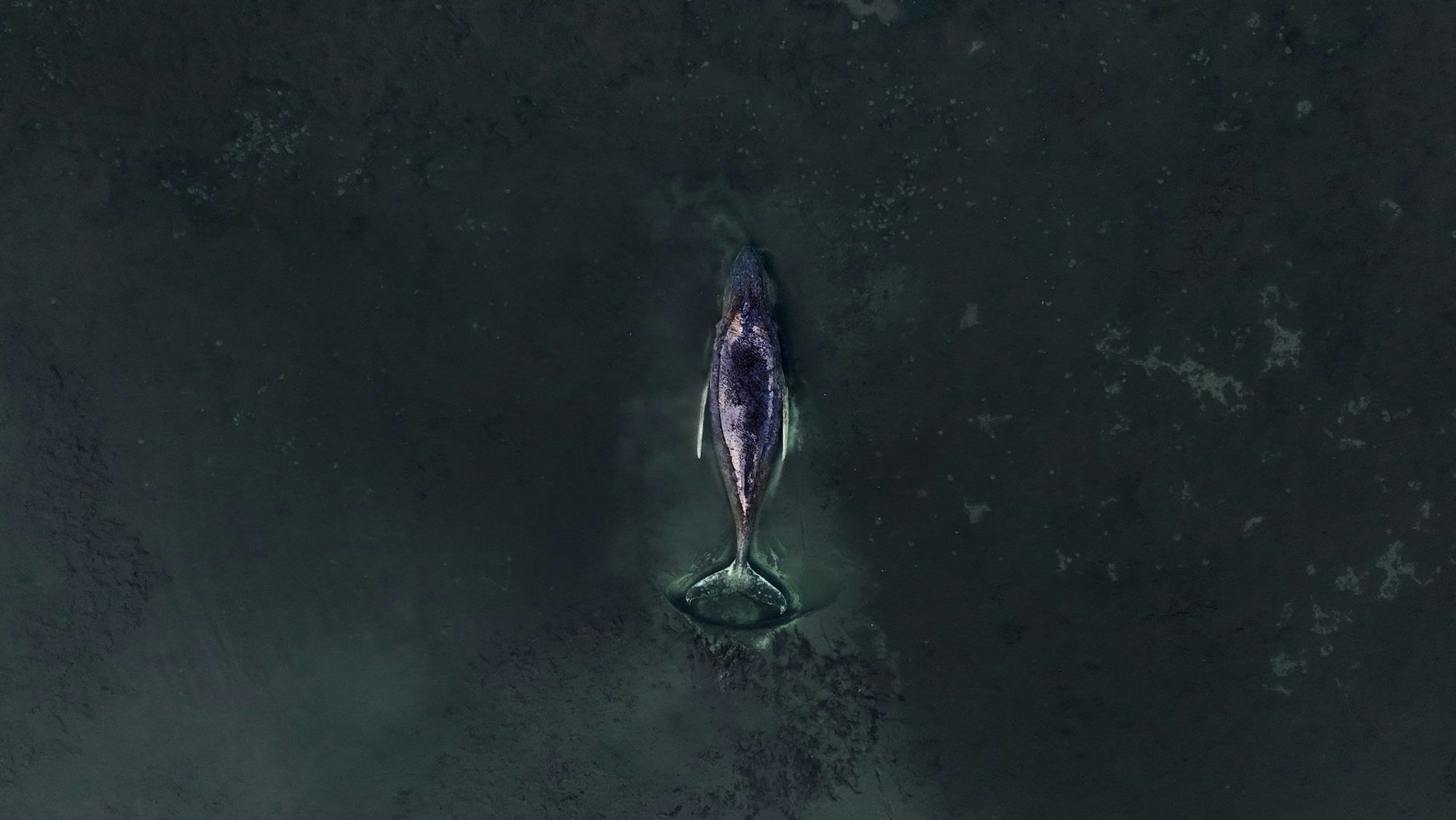 Die von Greenpeace Deutschland zur Verfügung gestellte Aufnahme zeigt den gestrandeten Buckelwal vor der Insel Poel in der Ostsee.