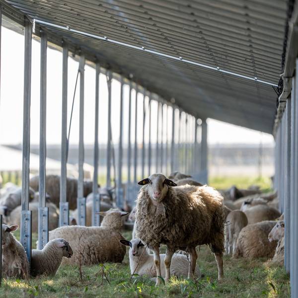 Eine Schafherde sucht Schatten unter Solarmodulen auf einer Wiese.