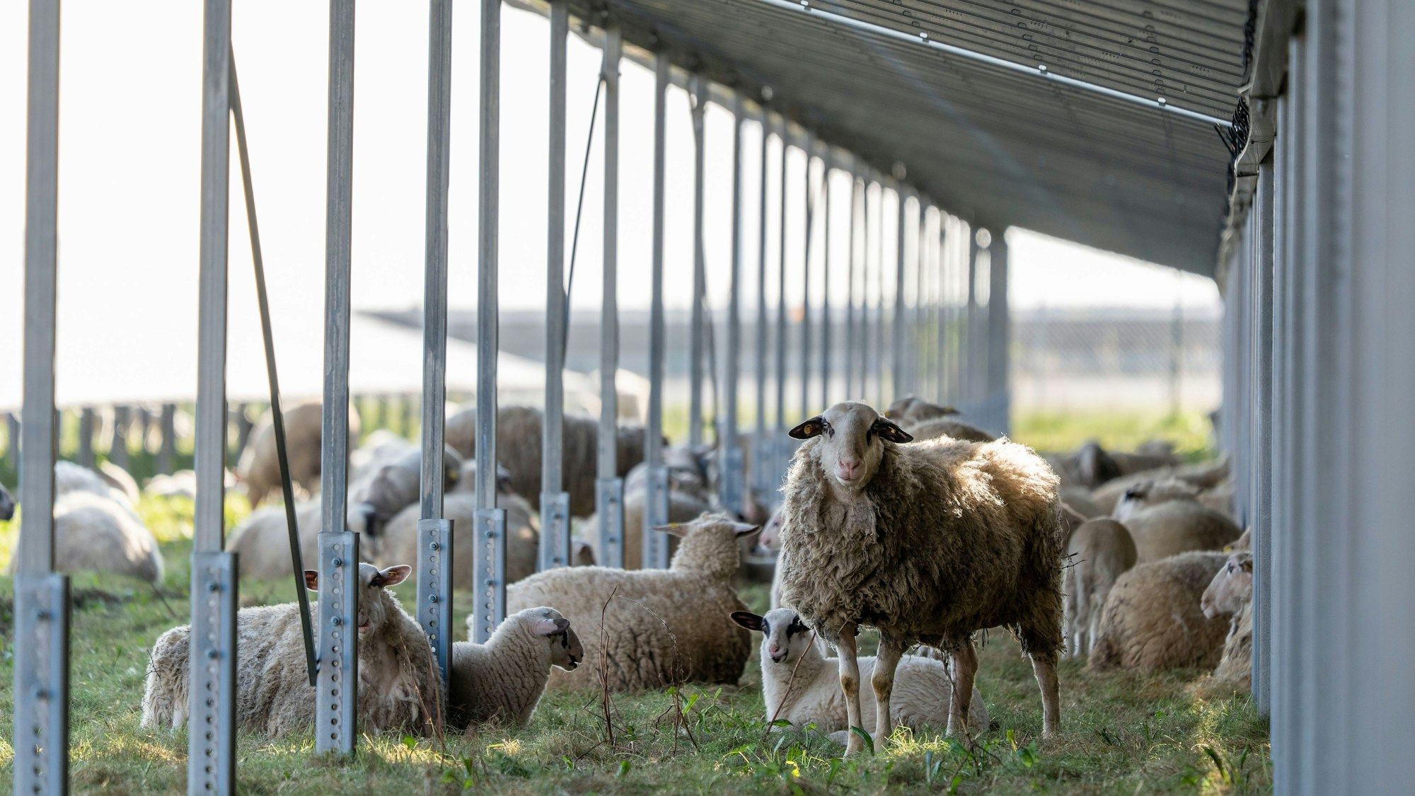 Eine Schafherde sucht Schatten unter Solarmodulen auf einer Wiese.