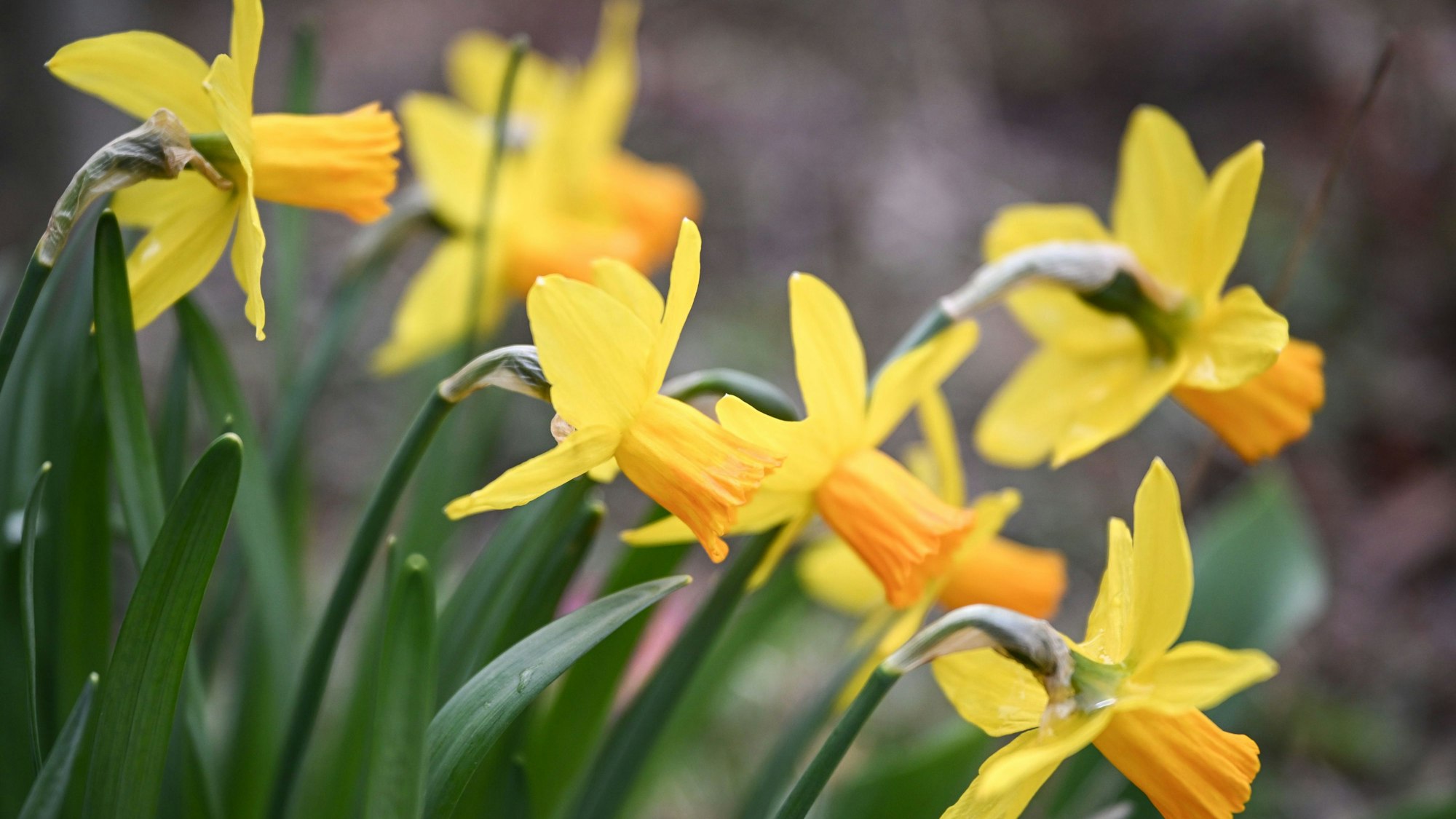 Narzissen läuten den Frühling ein. (Symbolbild)