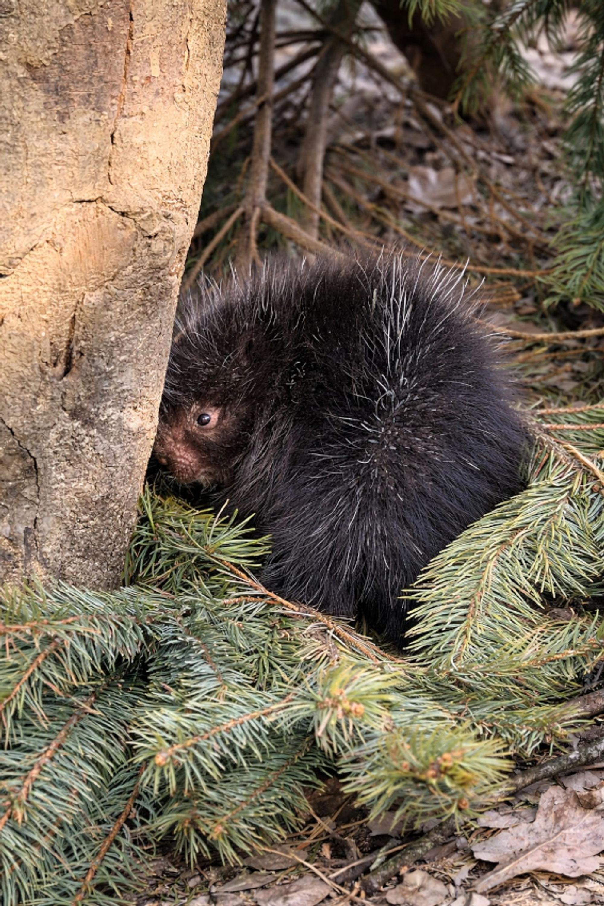 Baumstachler-Baby in Gelsenkirchen