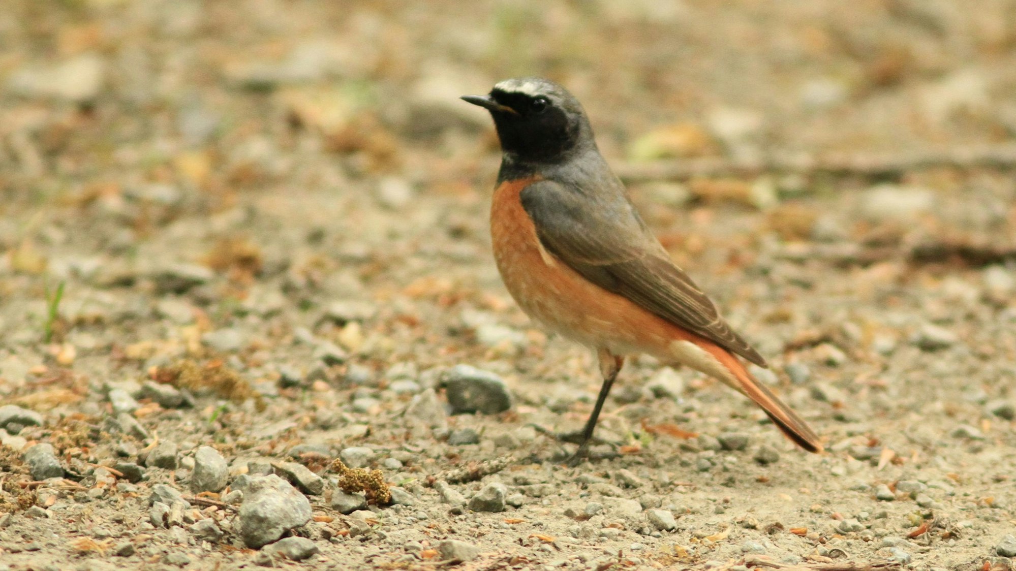 Der Gartenrotschwanz.