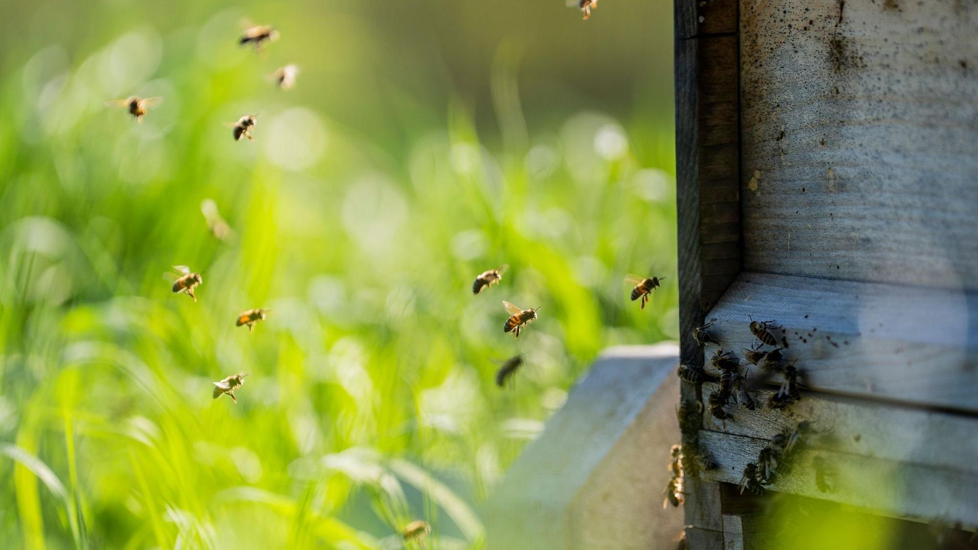 Honigbienen