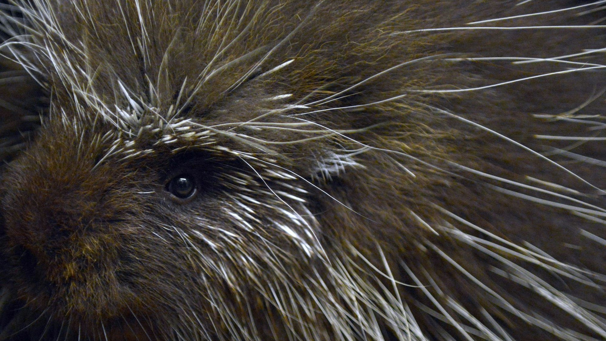 Zoo Gelsenkrichen - Baumstachler