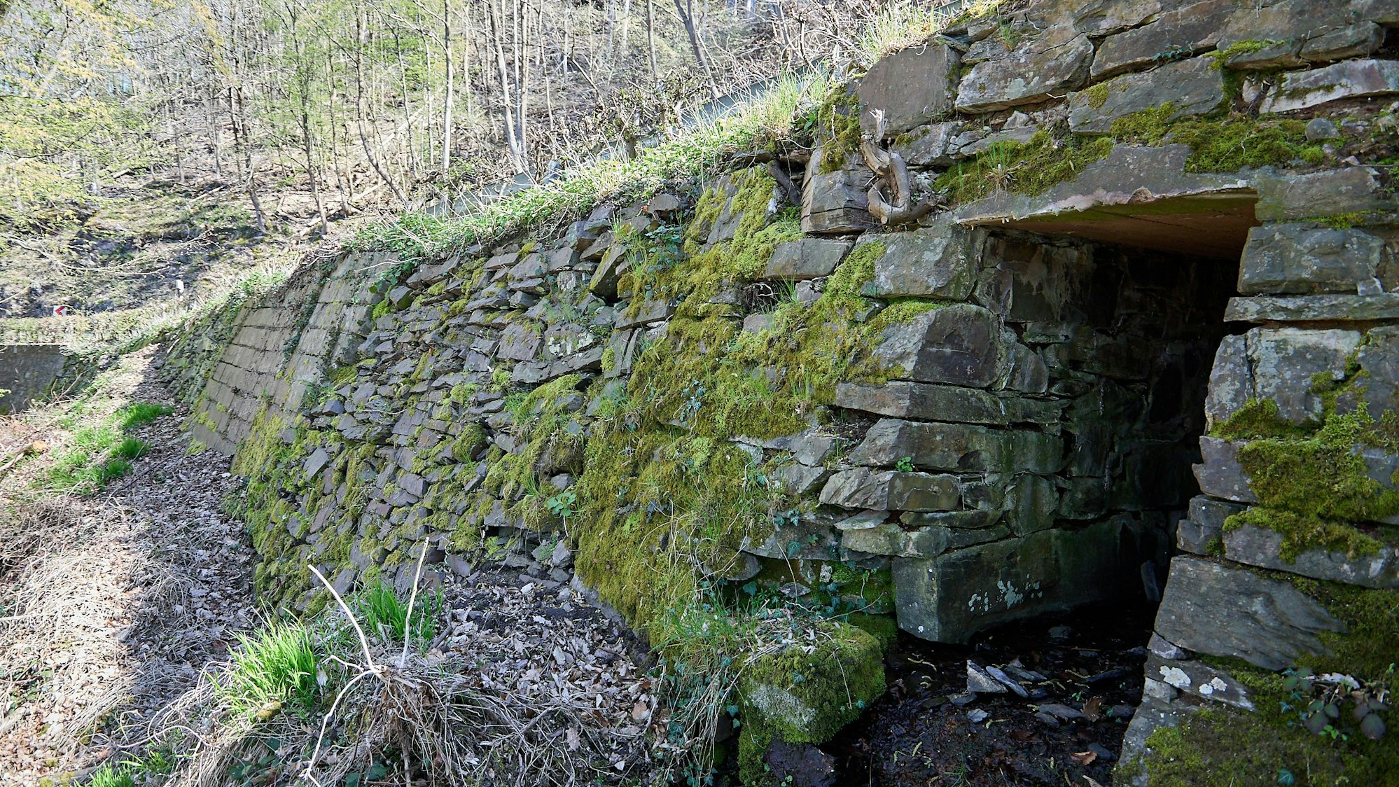 In einem Wald ist eine Böschung mit einer alten Mauer begestig. Die Steine sind teils mit Moos bewachsen.