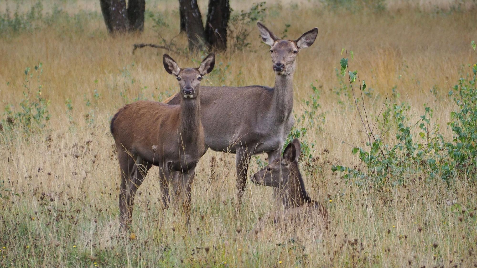 Dieses Symbolbild zeigt ein kleines Kahlwildrudel im Hochwildpark in Kommern.