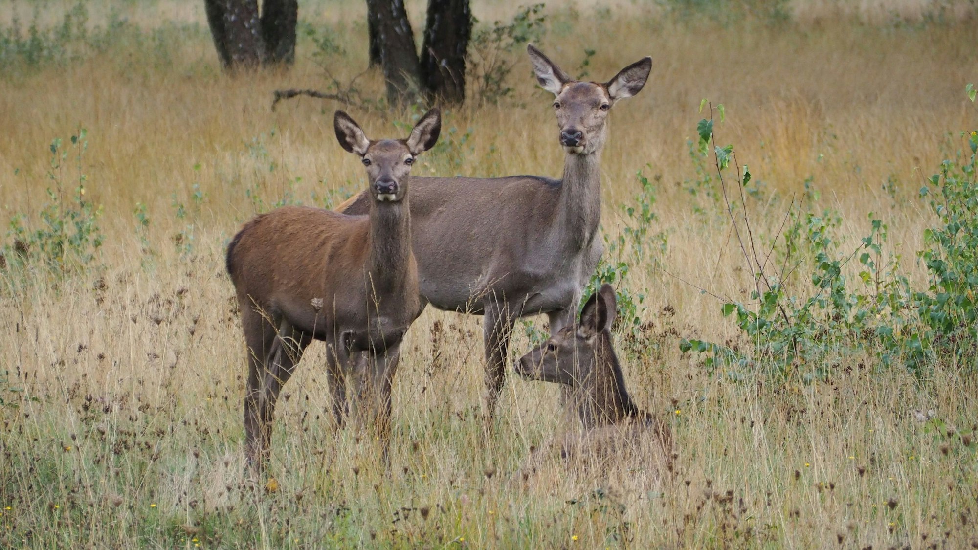 Dieses Symbolbild zeigt ein kleines Kahlwildrudel im Hochwildpark in Kommern.