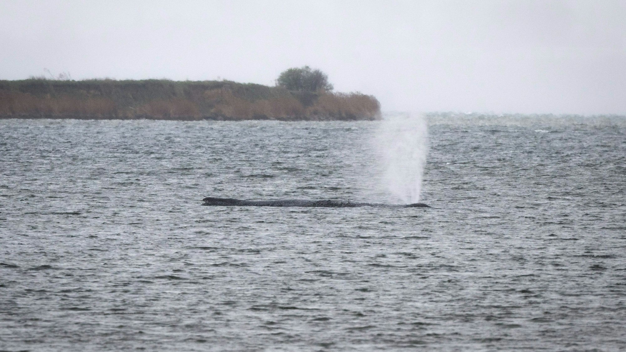 Der Buckelwal liegt am Vormittag bei Regen vor der Insel Poel.