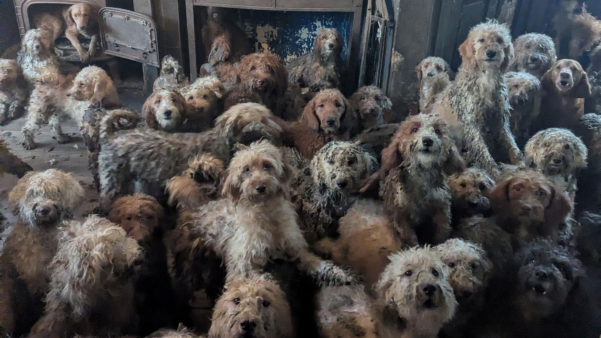 Dutzende vernachlässigte Tiere auf einem Foto.