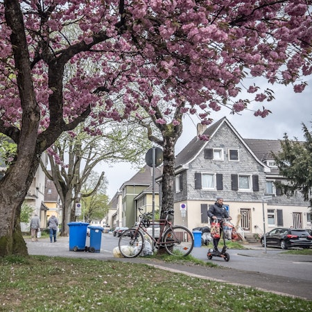 Die denkmalgeschützten Kolonien sollen vom Bauturbo verschont bleiben. Im Bild eine blühende Zierkirsche in der Kolonie III an der Hindenburgstraße. Bild: Ralf Krieger