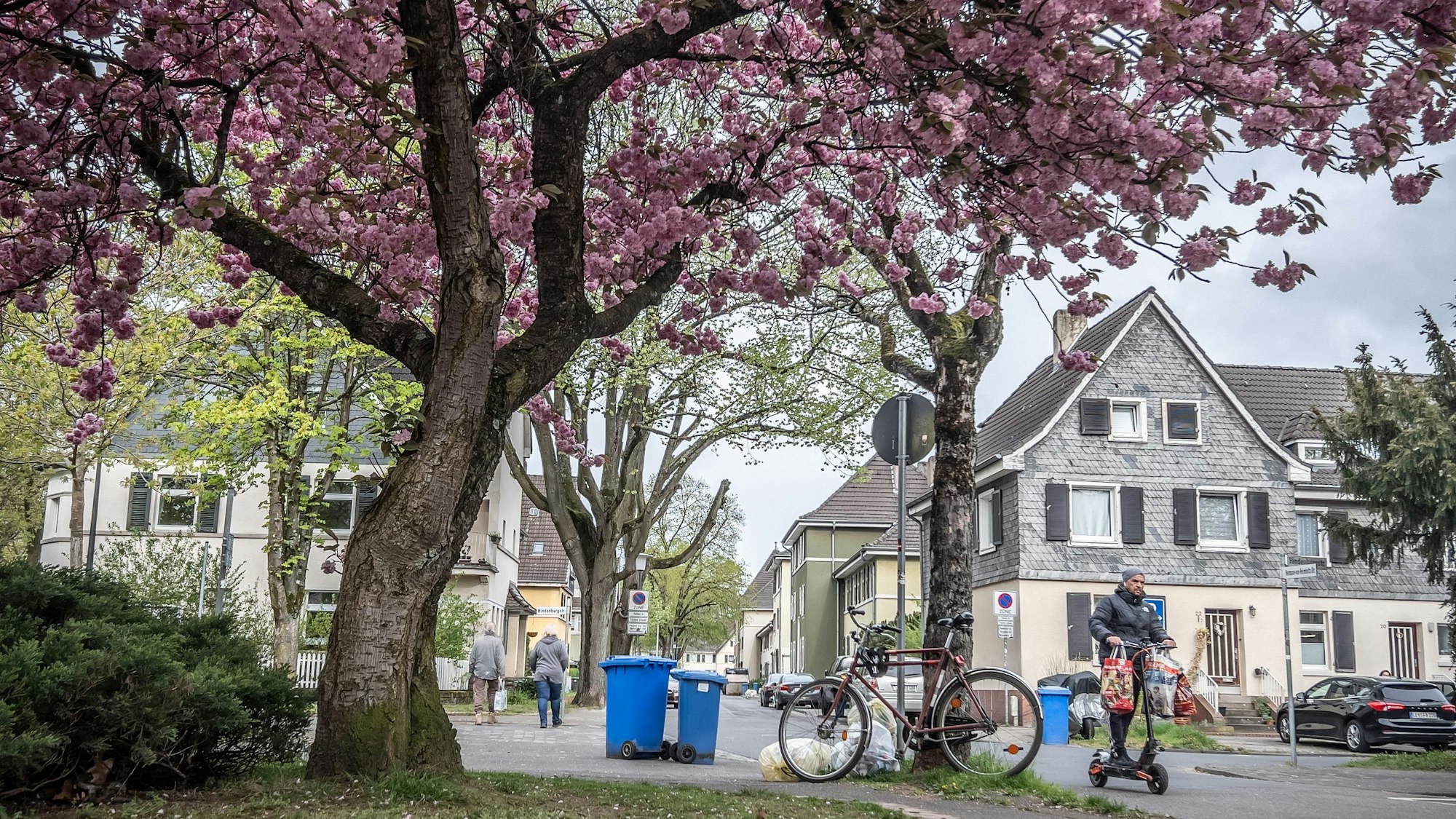 Die denkmalgeschützten Kolonien sollen vom Bauturbo verschont bleiben. Im Bild eine blühende Zierkirsche in der Kolonie III an der Hindenburgstraße. Bild: Ralf Krieger