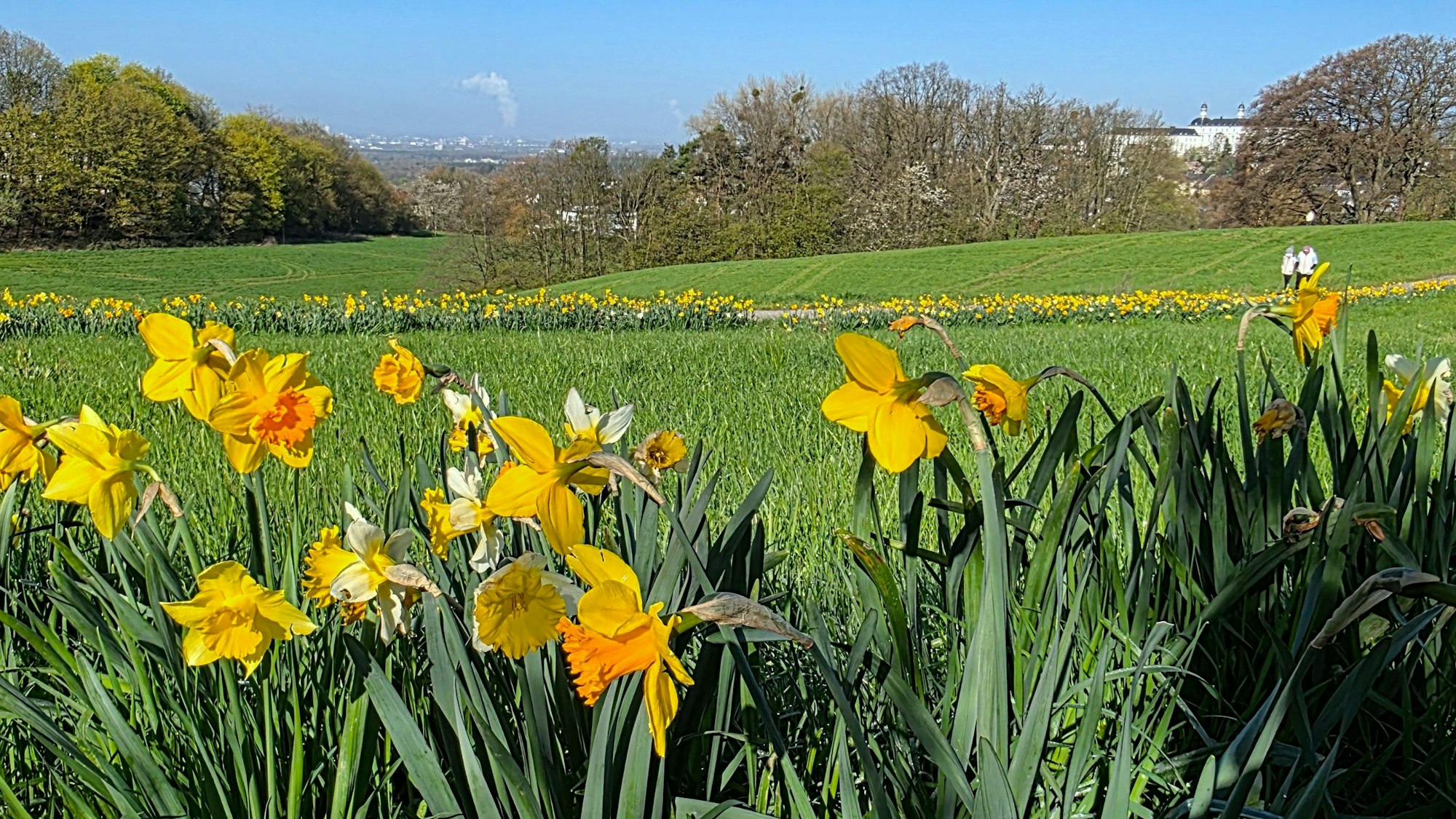 Hinter Narzissen sind ein Park, das Bensberger Schloss und das Rheintal zu sehen.