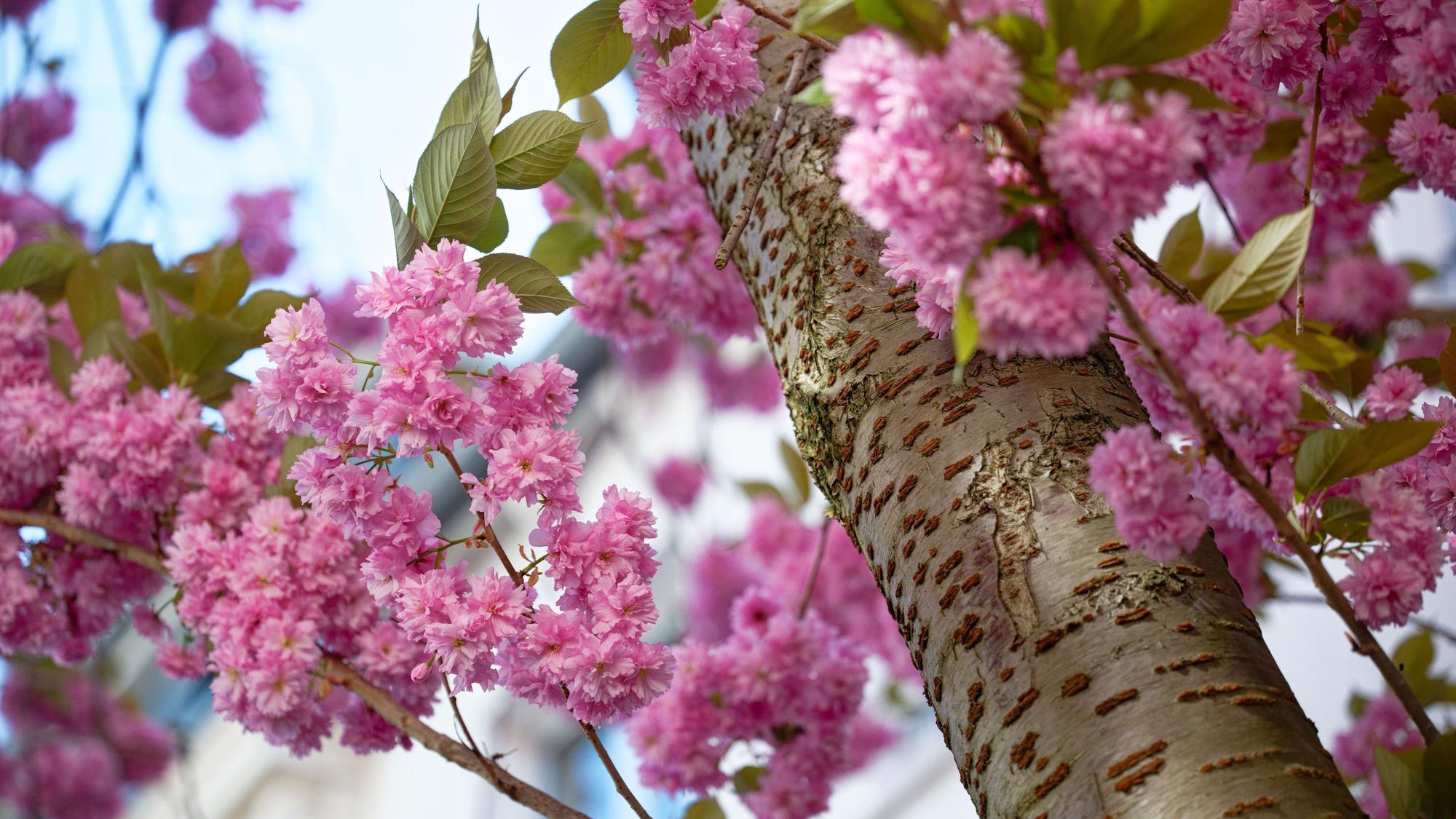 11.04.2026, Nordrhein-Westfalen, Bonn: Kirschblüten schmücken die Bäume in der Bonner Altstadt. Foto: Henning Kaiser/dpa +++ dpa-Bildfunk +++